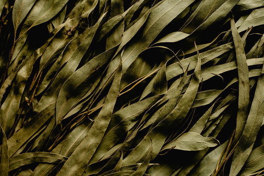 Eucalyptus-Based Safe Laundry Detergents